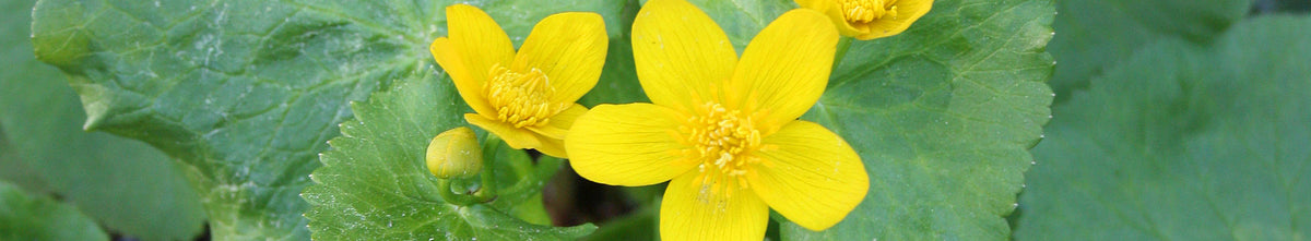 Caltha