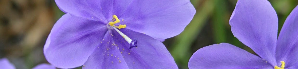Calydorea
