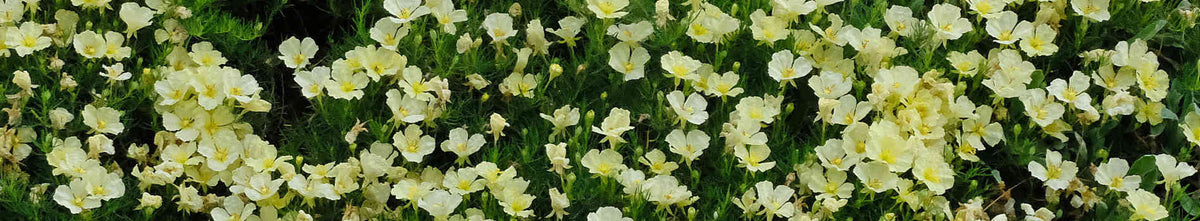 Calylophus
