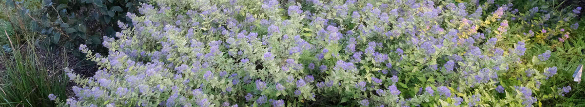 Caryopteris