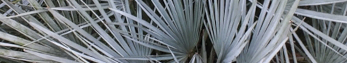 Chamaerops