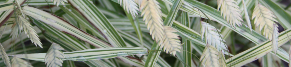 Chasmanthium