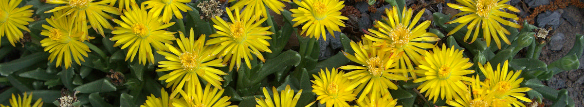 Chasmatophyllum