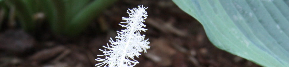 Chionographis