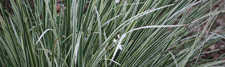 Chlorophytum