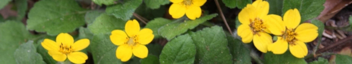 Chrysogonum