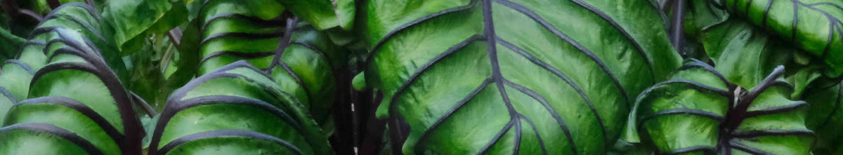 Tropical Looking Plants