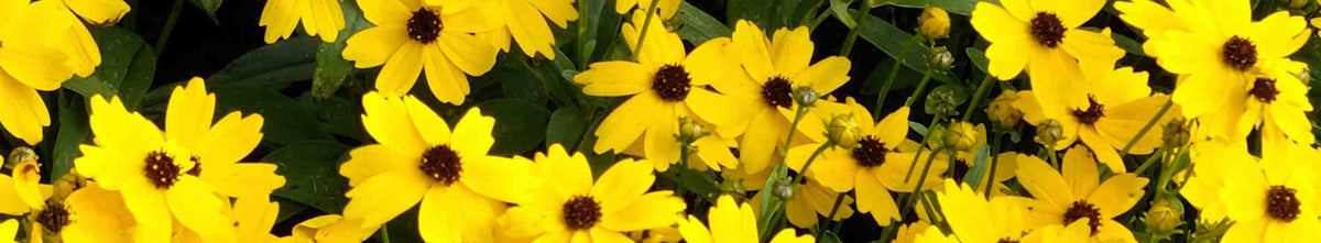 Coreopsis