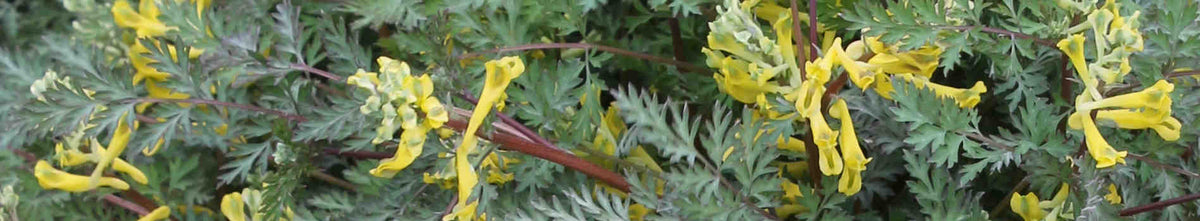 Corydalis