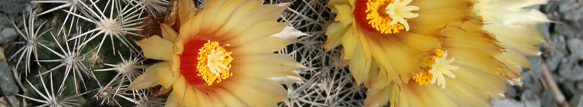 Coryphantha