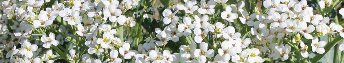 Crambe