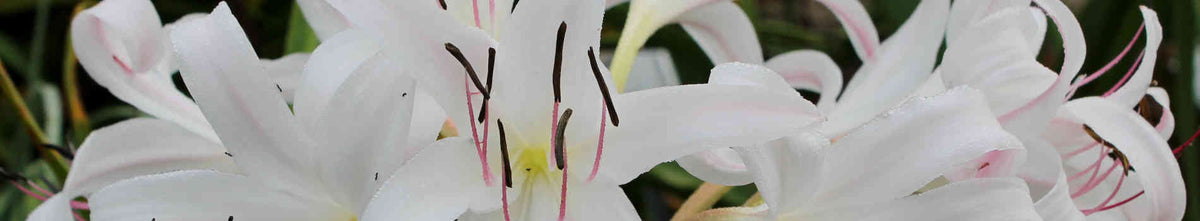 Night Gardens