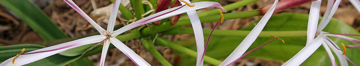 Plants that start with 'C'
