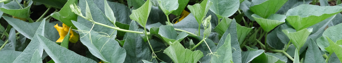 Cucurbita