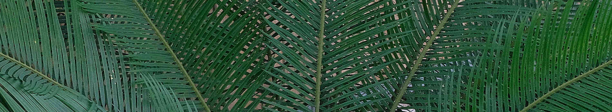 Cycas