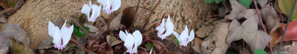 Dry Shade Plants