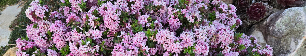Daphne