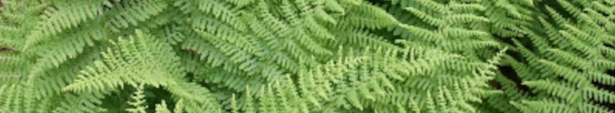 Dennstaedtia