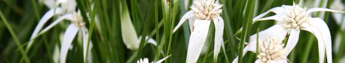 Dichromena