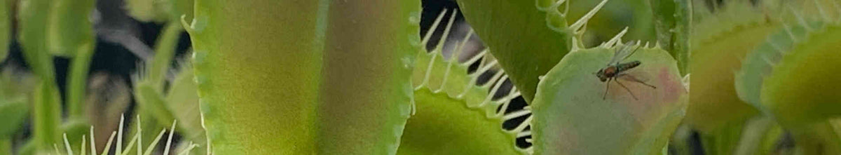 Carnivorous plants