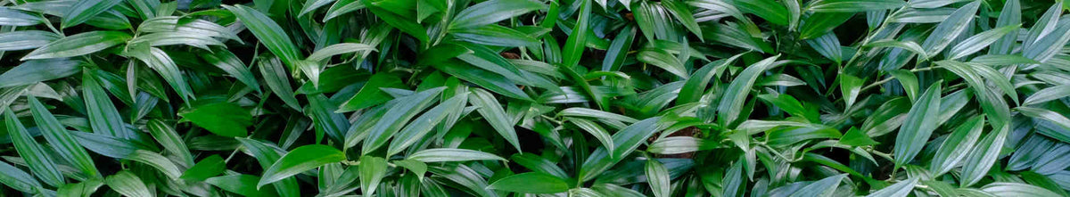 Disporopsis