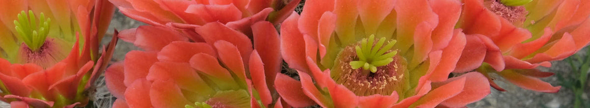 Echinocereus
