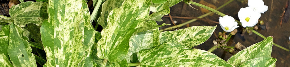 Echinodorus
