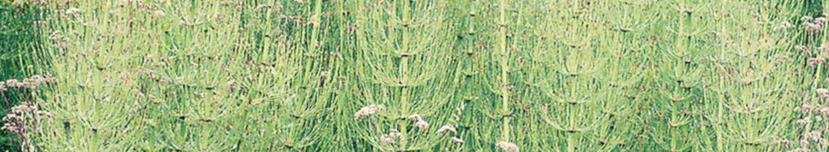 Equisetum