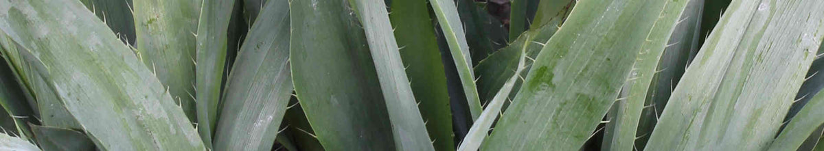 Eryngium