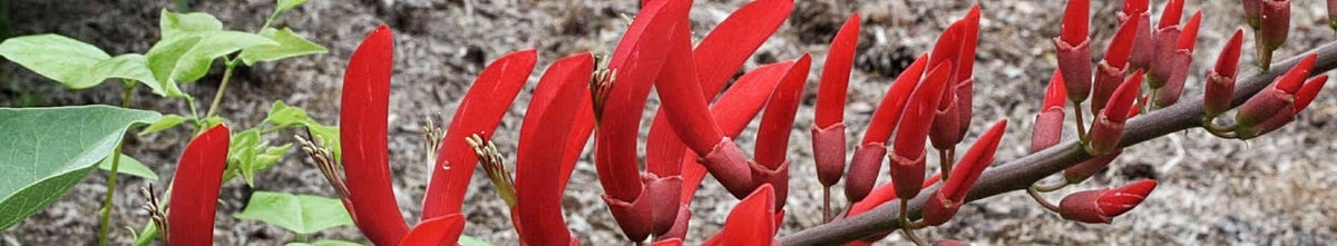 Erythrina