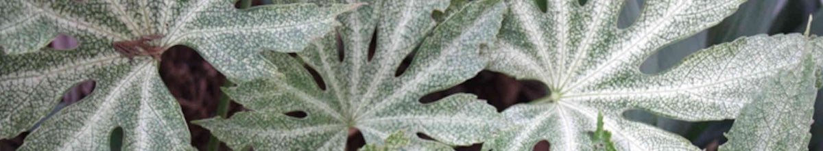 Fatsia