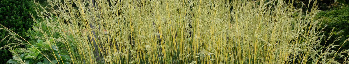 Festuca