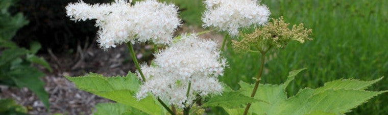 Filipendula