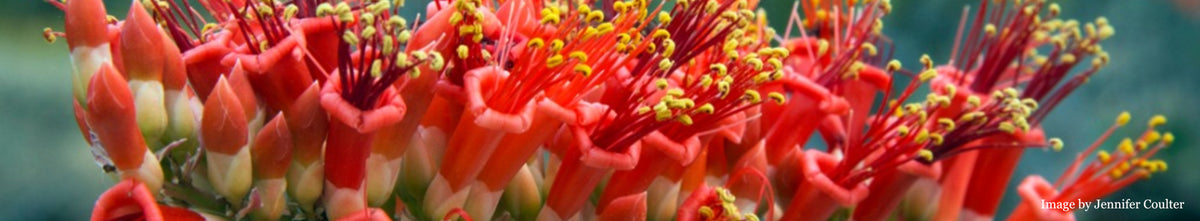 Fouquieria