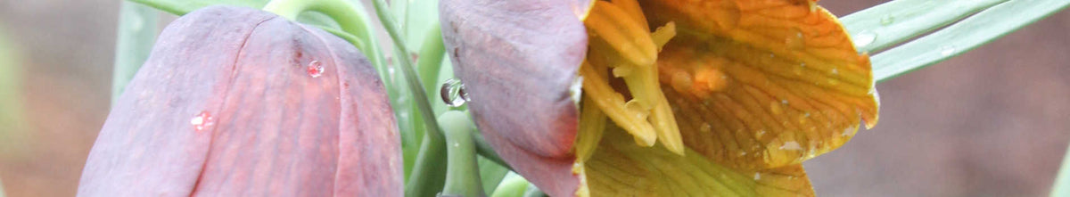 Fritillaria