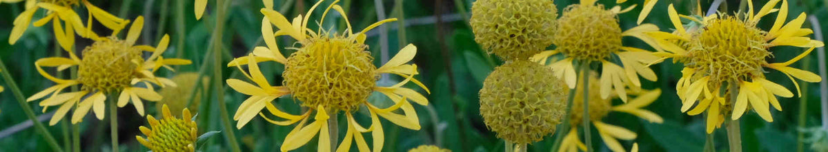 Gaillardia