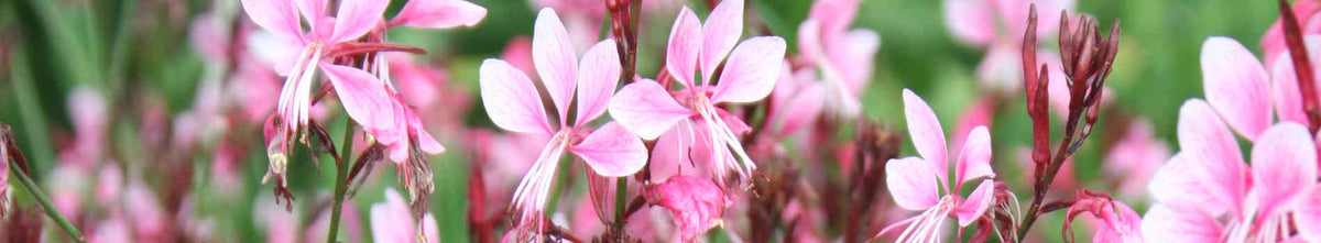 Gaura