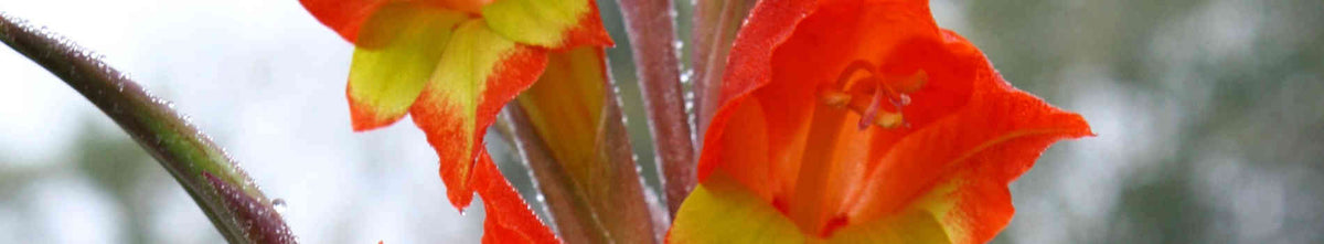 Gladiolus