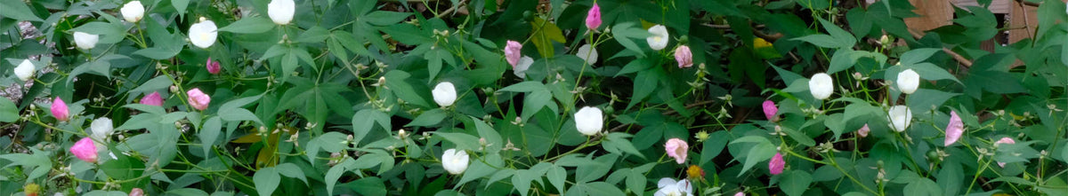 Gossypium