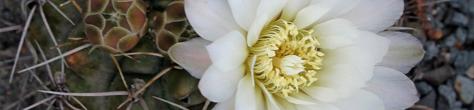 Gymnocalycium