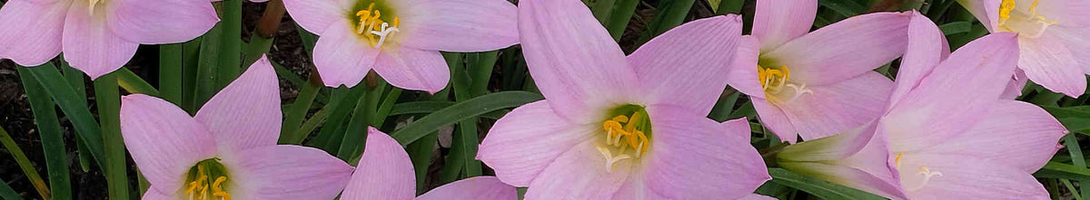 Habranthus