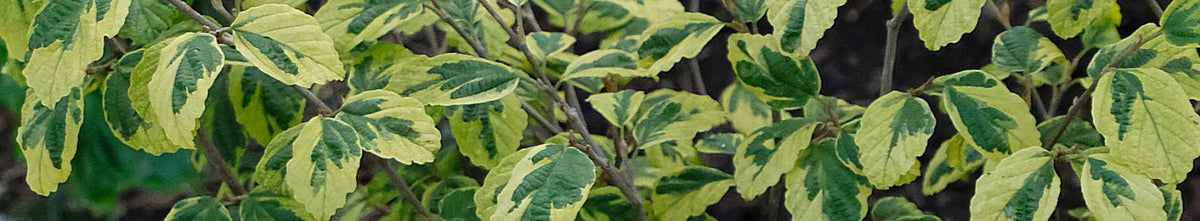 Hamamelis