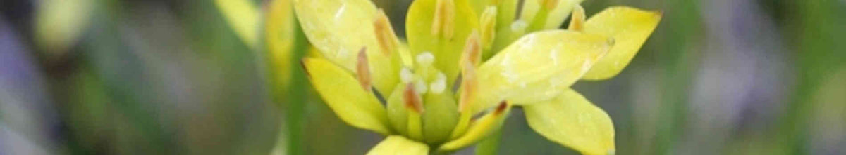 Harperocallis