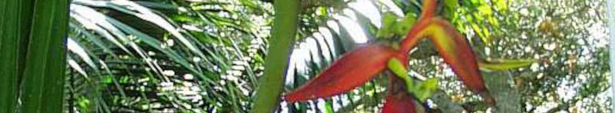Heliconia