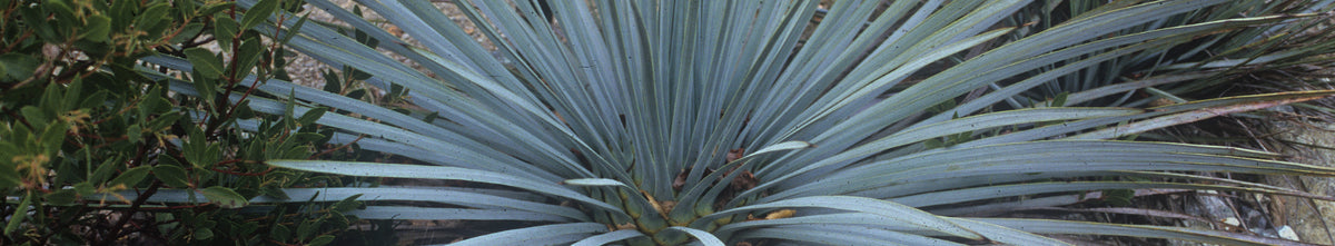 Hesperoyucca