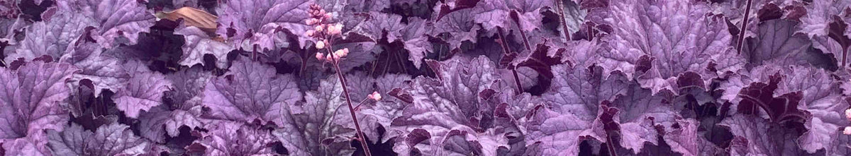 Heuchera