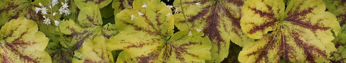 Heucherella