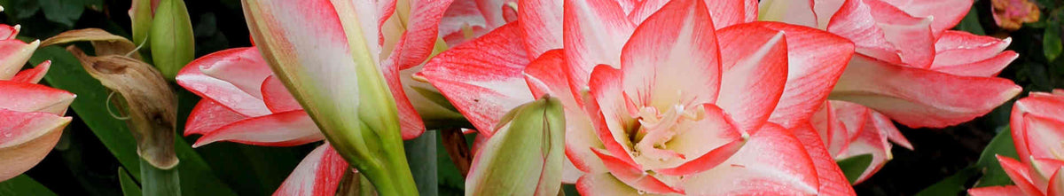 Hippeastrum