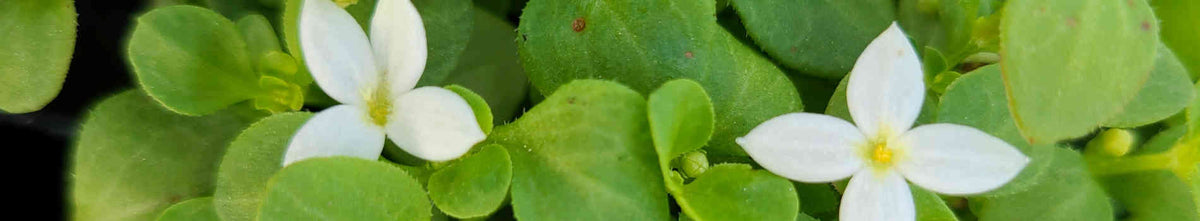 Houstonia