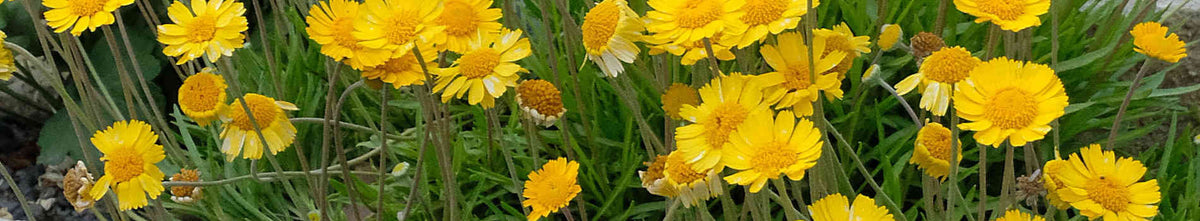 Hymenoxys
